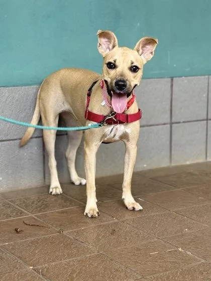 An adult medium-sized female Mixed Breed dog named Patty for adoption in Honolulu, HI