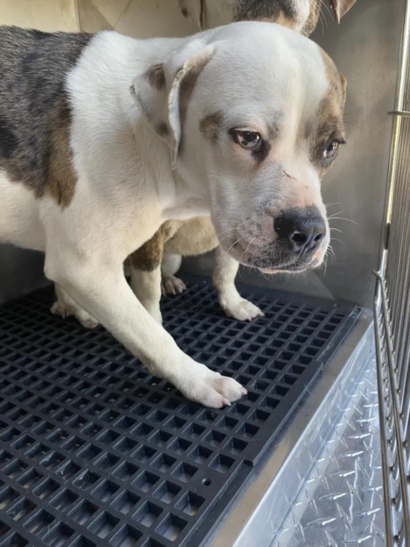 A young medium-sized male Mixed Breed dog named Manny for adoption in Dallas, TX