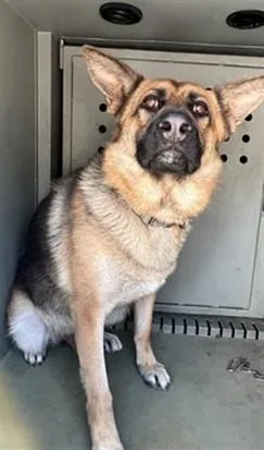 An adult large-sized female German Shepherd Dog dog named Elsa for adoption in Baldwin Park, CA