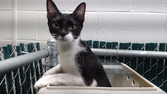 A young medium-sized female Domestic Short Hair cat named Abby for adoption in Downey, CA