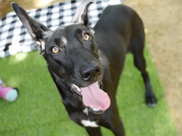 A young large-sized male Great Dane dog named Yoda for adoption in Tallahassee, FL