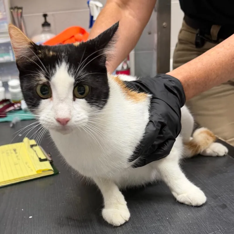 An adult large-sized female Black Domestic Short Hair cat named Nessa for adoption in Lufkin, TX