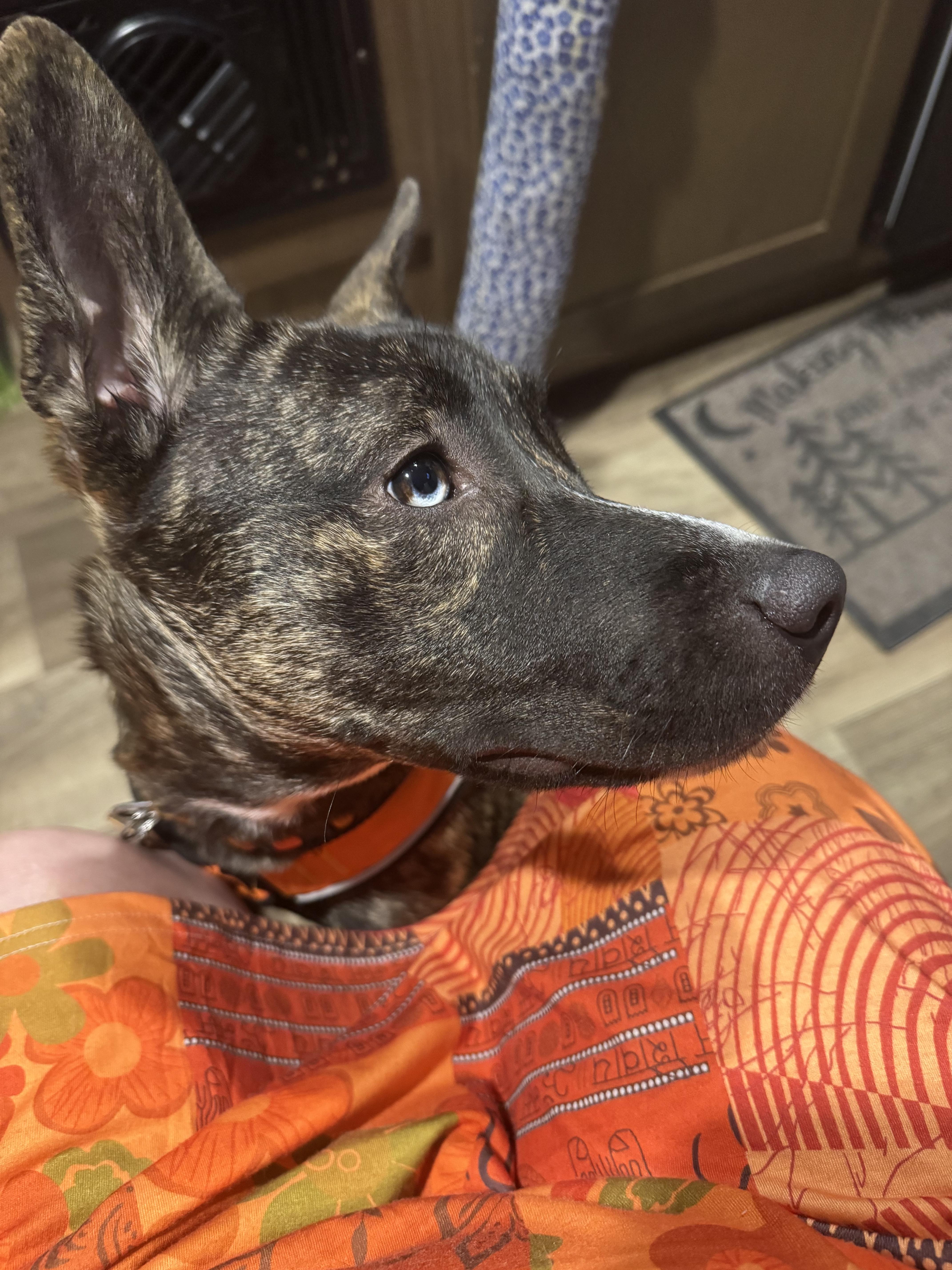 Lacy  Md thumbnail 2