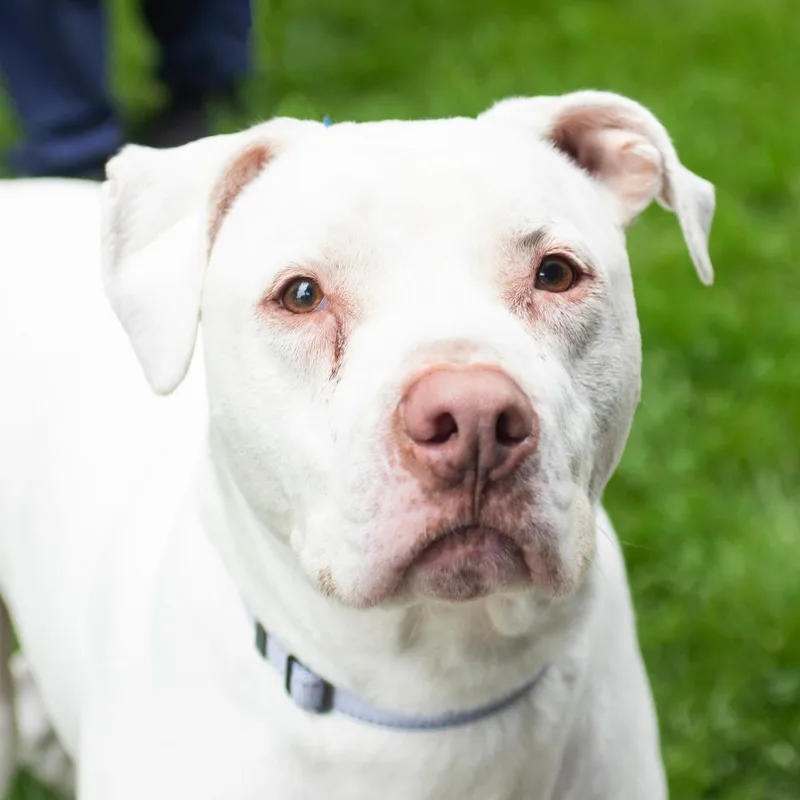 A senior large-sized male White / Cream Mixed Breed dog named Maximus for adoption in Middletown, RI