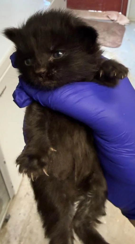 A baby small-sized female Domestic Short Hair cat named Chisel for adoption in Greencastle, IN