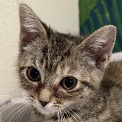 A baby medium-sized female Domestic Short Hair cat named Duckling for adoption in Pleasanton, CA