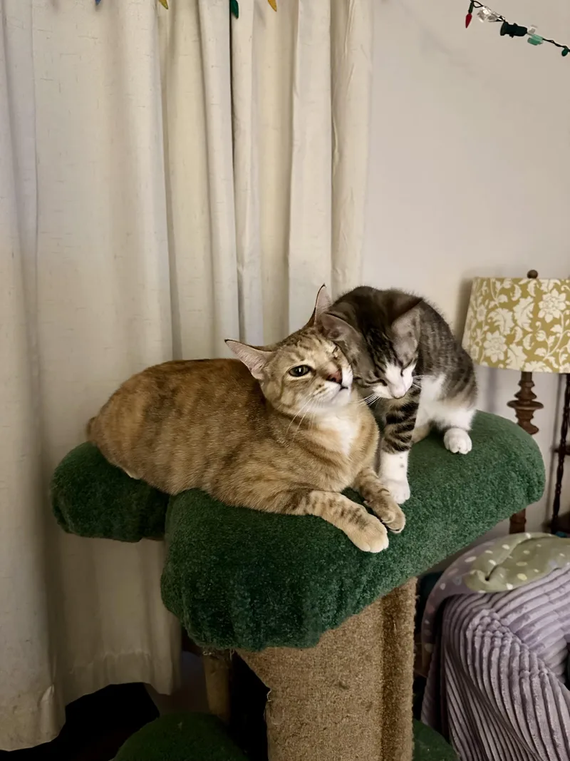 A young medium-sized female Torbie Domestic Short Hair cat named Bunny and Skittles for adoption in Albany, NY