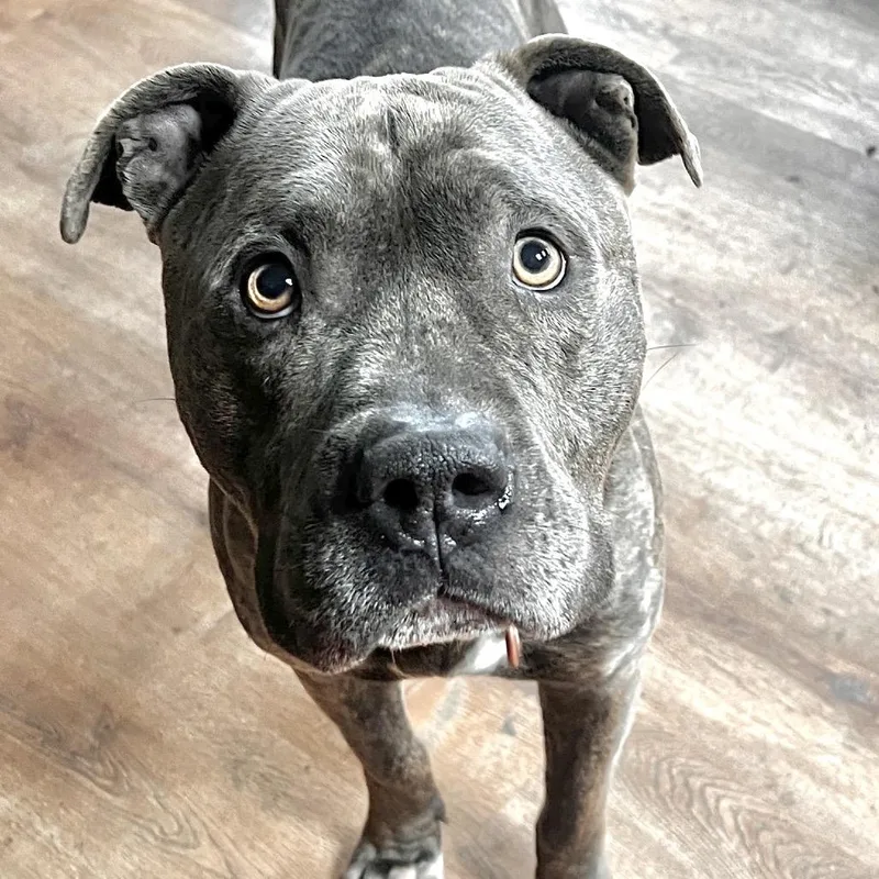 An adult medium-sized male Brindle Pit Bull Terrier dog named Ash for adoption in Chicago, IL