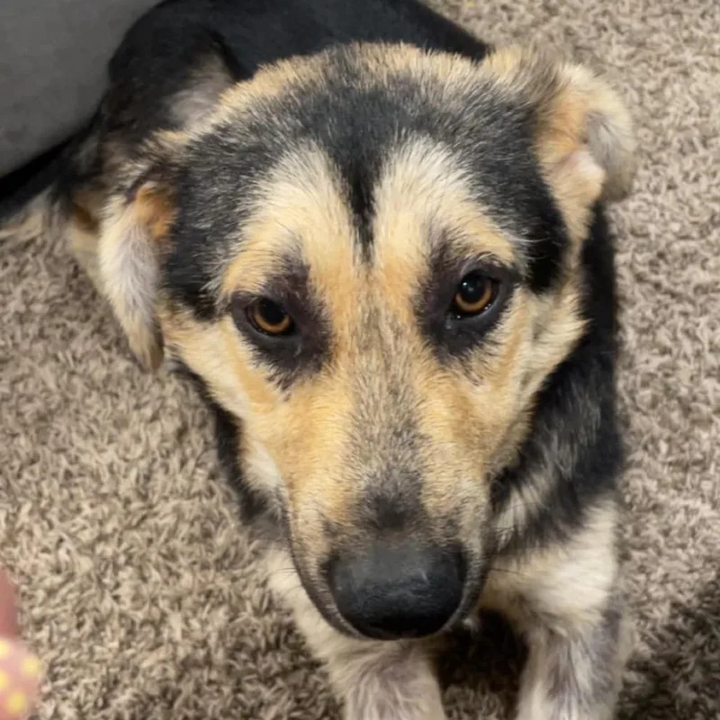 A young medium-sized female Black Mixed Breed dog named Belva for adoption in Buffalo, MN