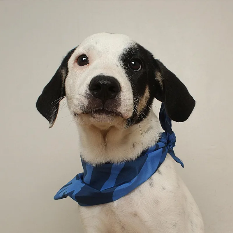 A baby medium-sized female White / Cream Terrier dog named Sally Ann D for adoption in Minnetonka, MN