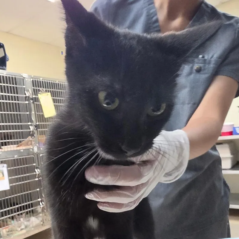 A young medium-sized female Black Domestic Short Hair cat named Jessicat for adoption in Newark, NJ