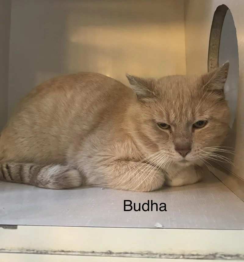 An adult medium-sized male Buff & White Domestic Short Hair cat named Buhda for adoption in Ulster, PA
