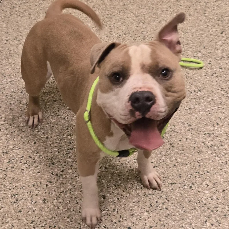 A young medium-sized male Yellow / Tan / Blond / Fawn English Bulldog dog named Bolo for adoption in Cedar Rapids, IA