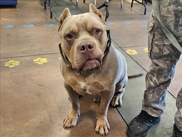 An adult extra large-sized male American Bulldog dog named Sam for adoption in Van Nuys, CA