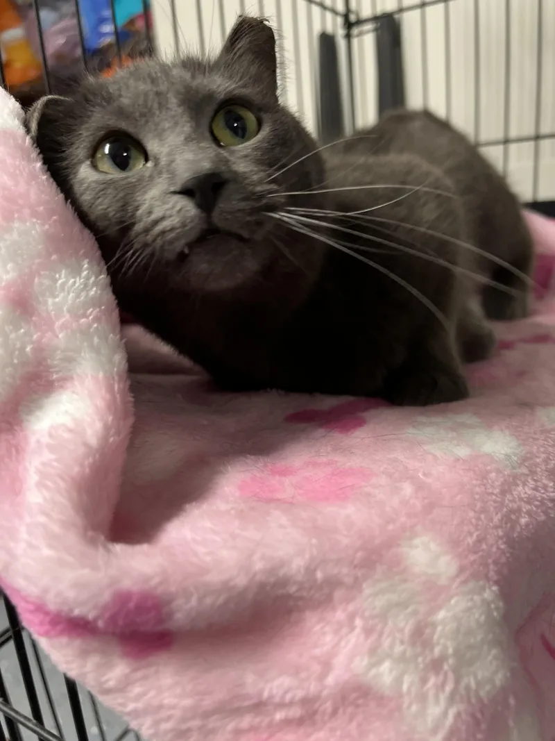 An adult medium-sized female Gray / Blue / Silver Domestic Short Hair cat named Lyric for adoption in Holland, MI