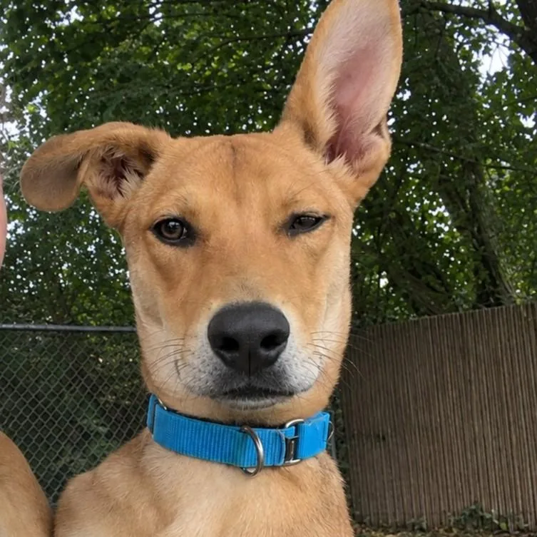 A baby medium-sized male Shepherd dog named Jerry Springer for adoption in Grayslake, IL