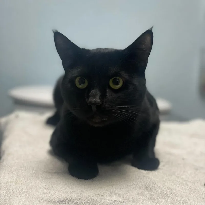 A young large-sized male Black Domestic Short Hair cat named Phantom for adoption in Riverside, CA