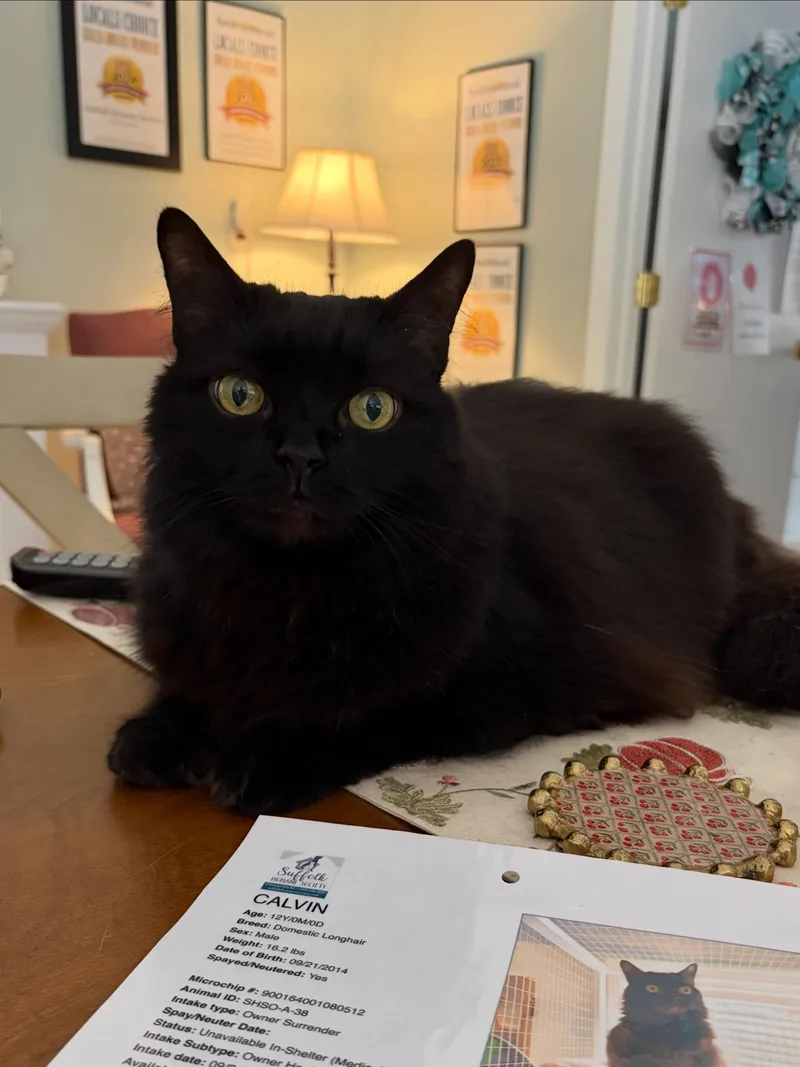 An adult large-sized male Domestic Long Hair cat named Calvin for adoption in Suffolk, VA
