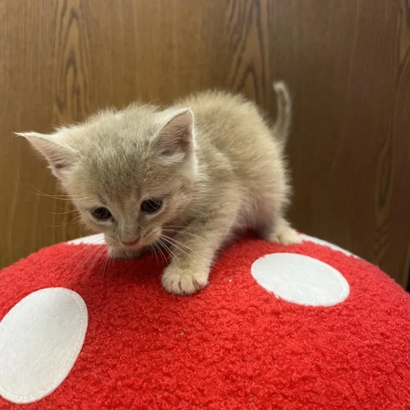A baby small-sized male Orange / Red Domestic Short Hair cat named Papaya for adoption in Greensboro, GA
