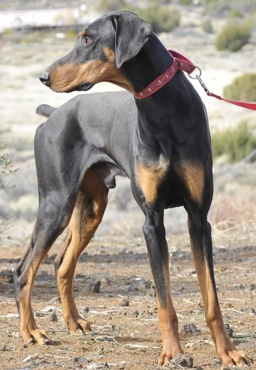 A young large-sized male Doberman Pinscher dog named Booker for adoption in Tehachapi, CA