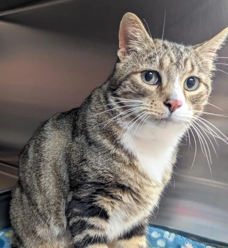 A young medium-sized male Domestic Short Hair cat named Fat Cat for adoption in Logan, UT
