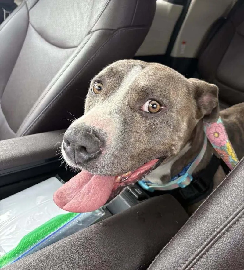 An adult medium-sized female Pit Bull Terrier dog named Lynn for adoption in Aurora, CO