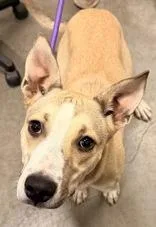 A young medium-sized female Apricot / Beige Bull Terrier dog named Alibi for adoption in Redmond, OR