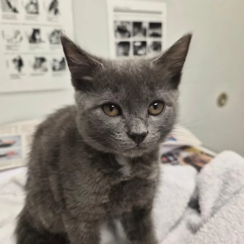 A baby small-sized female Gray / Blue / Silver Domestic Medium Hair cat named Skattie for adoption in Jacksonville, FL