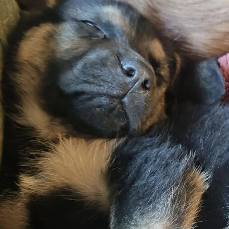 A baby large-sized female Tricolor (Brown, Black, & White) Rottweiler dog named Reese’s for adoption in McHenry, IL