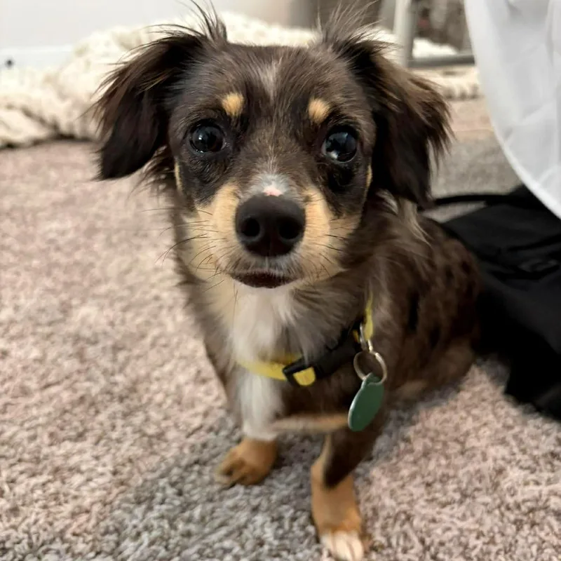 An adult small-sized female Black Dachshund dog named Tory for adoption in Tampa, FL