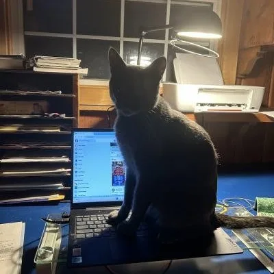 A young medium-sized male Gray / Blue / Silver Russian Blue cat named Rocket for adoption in Pasadena, CA