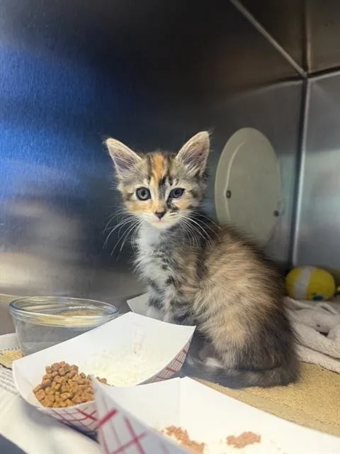 A baby small-sized female Domestic Short Hair cat named Churro for adoption in San Jose, CA