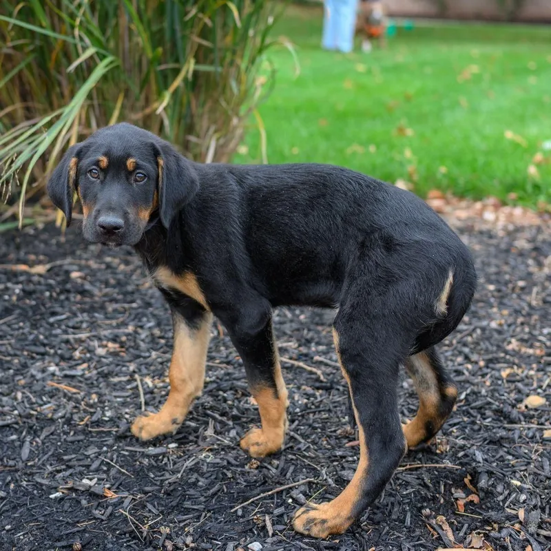 A baby large-sized male Labrador Retriever dog named Walter for adoption in Hamilton, NJ