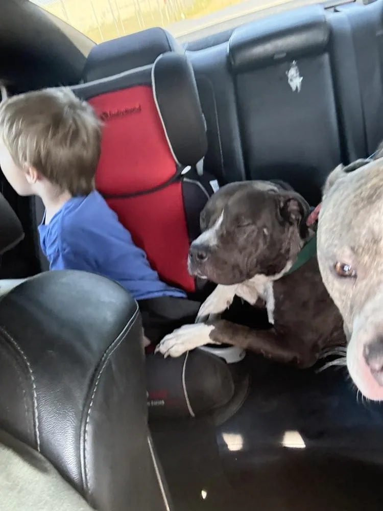An adult medium-sized female Tricolor (Brown, Black, & White) American Bulldog dog named Lady for adoption in Milton, FL