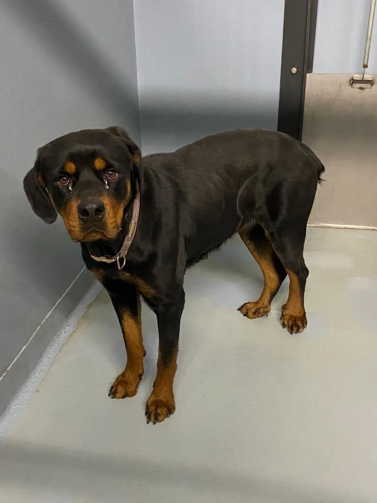 A young large-sized female Rottweiler dog named Sienna for adoption in Cartersville , GA