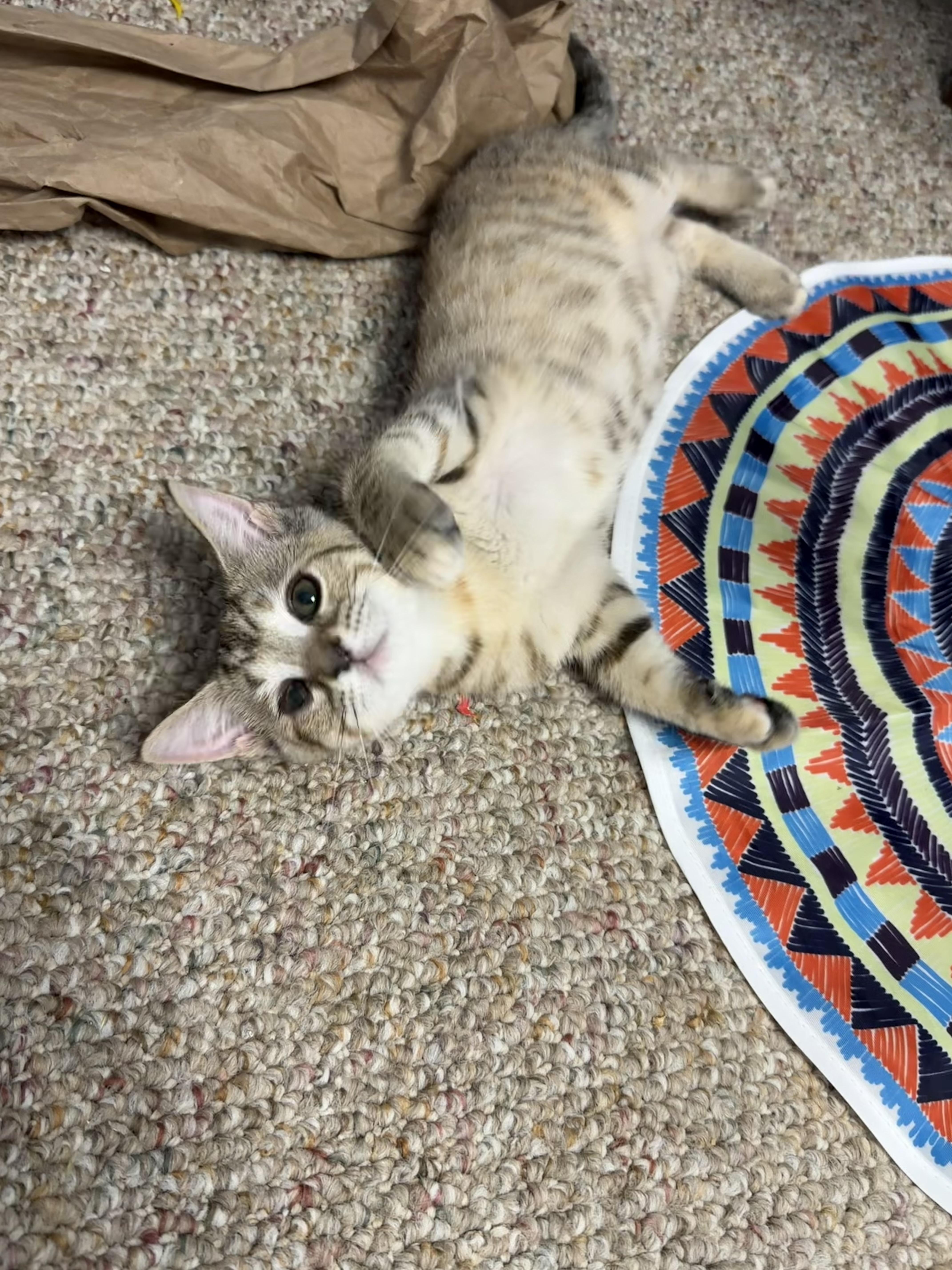 A baby medium-sized female Tabby (Buff / Tan / Fawn) Domestic Short Hair cat named Marianne for adoption in Mechanicsburg, PA