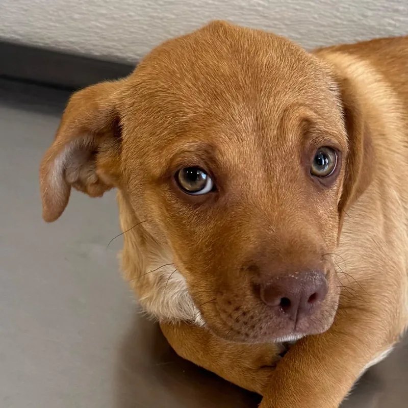 A baby small-sized male Brown / Chocolate Mixed Breed dog named Churro for adoption in Las Cruces, NM