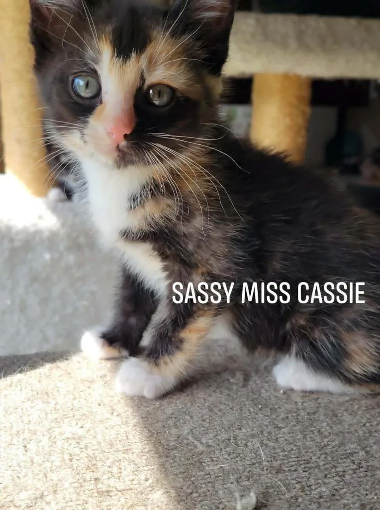 A baby medium-sized female Domestic Short Hair cat named Sassy Miss Cassie for adoption in Christiansburg, VA