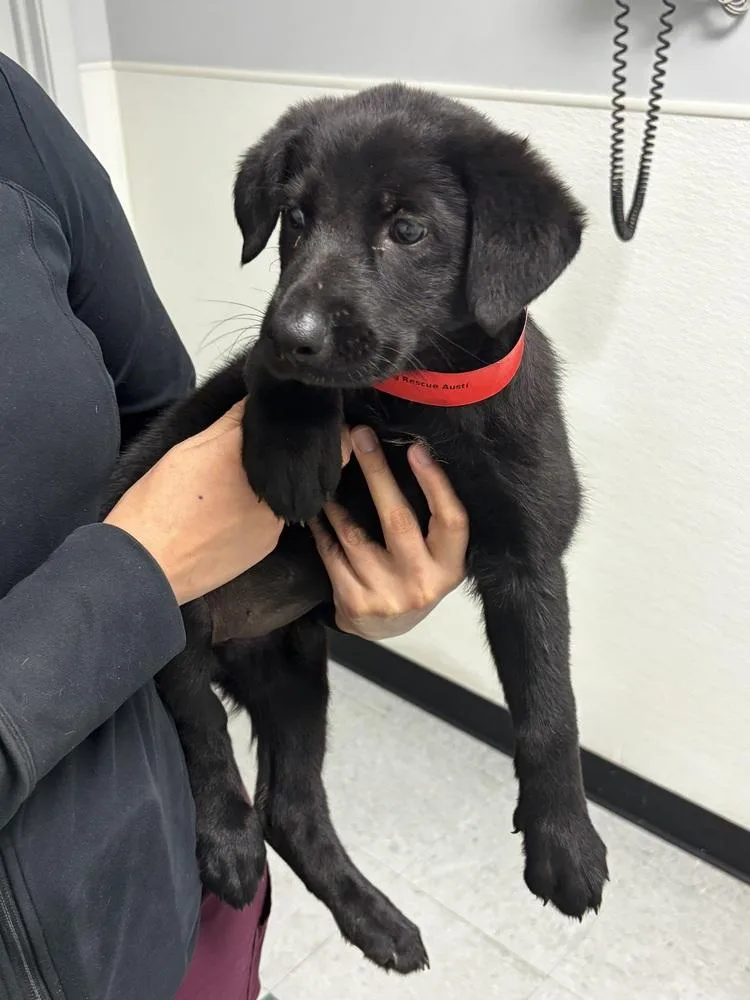 A baby small-sized female Black German Shepherd Dog dog named Semper for adoption in Sealy, TX