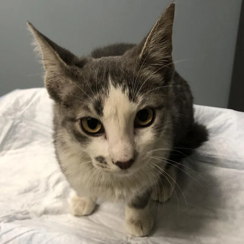 A young medium-sized female Gray / Blue / Silver Domestic Short Hair cat named Winnie for adoption in Oak Park, IL