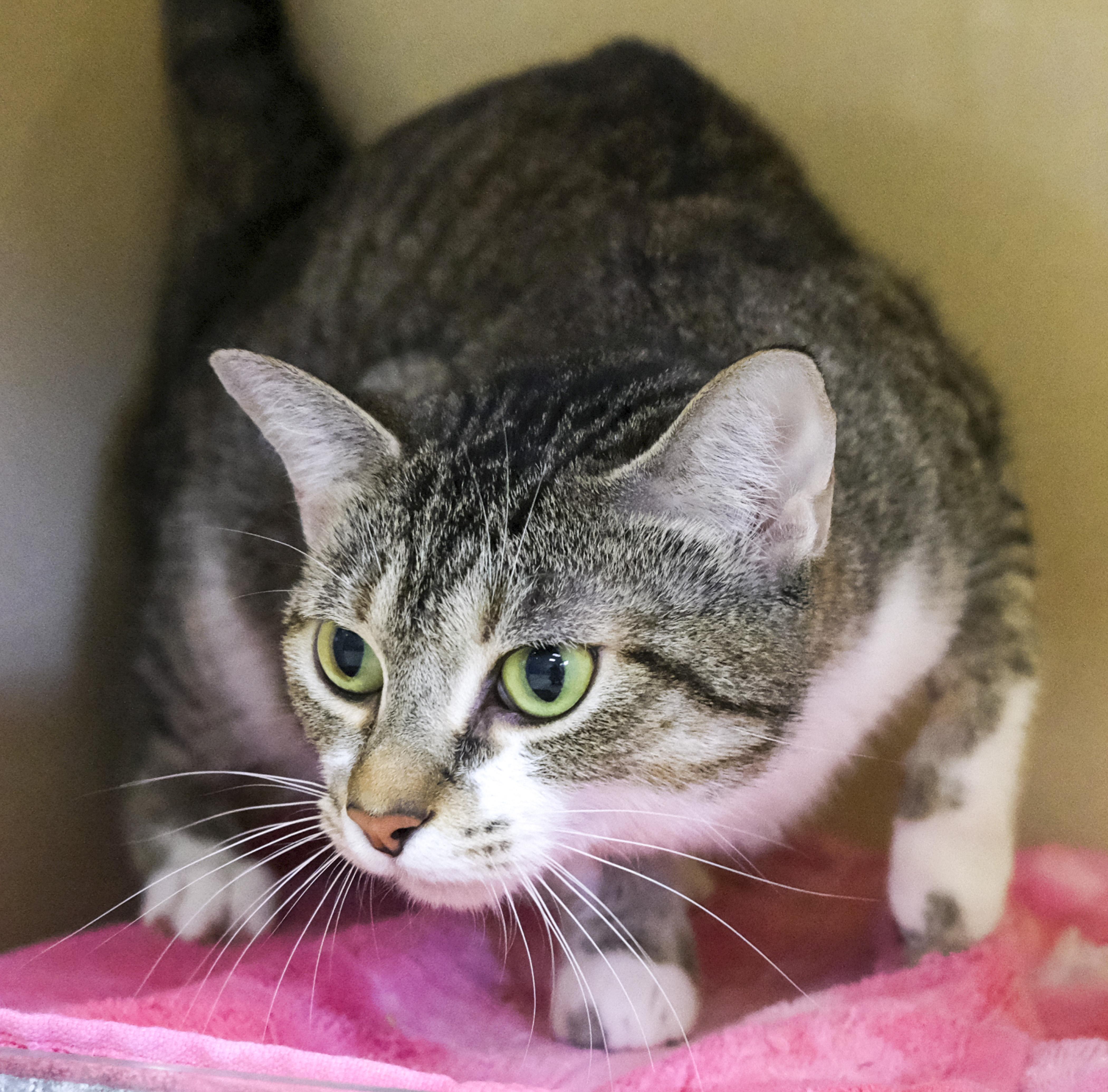 An adult medium-sized female Domestic Short Hair cat named Lucienda for adoption in Harvey , LA