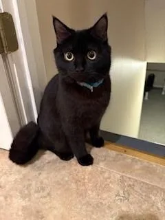 A young medium-sized male Black Domestic Short Hair cat named Lucky for adoption in Winchester, VA