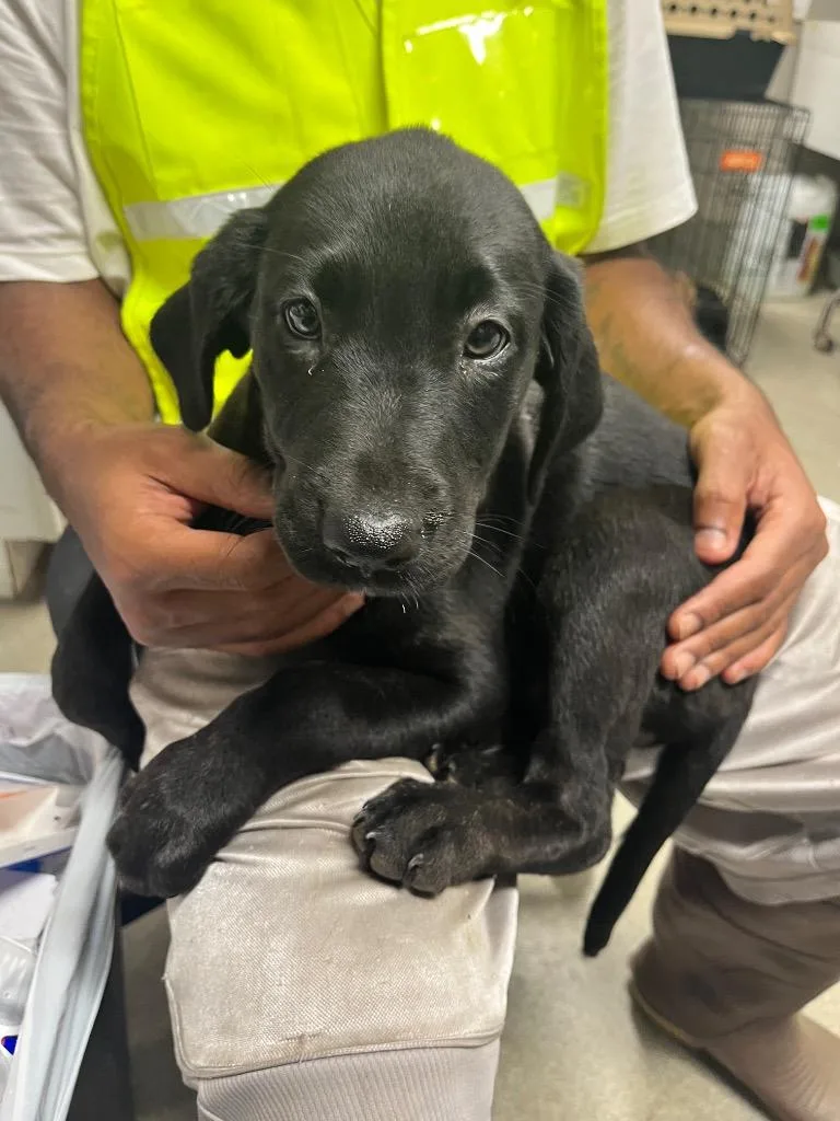 A baby medium-sized female Terrier dog named Bertha for adoption in Hopkinsville, KY