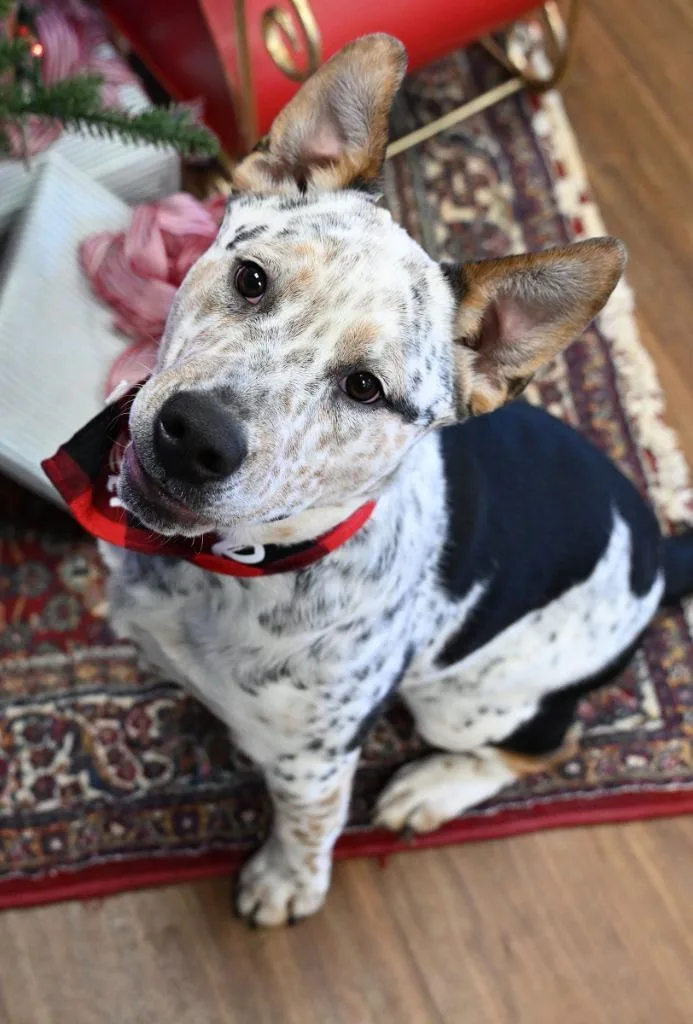 A young medium-sized male English Bulldog dog named Orion for adoption in Christiansburg, VA