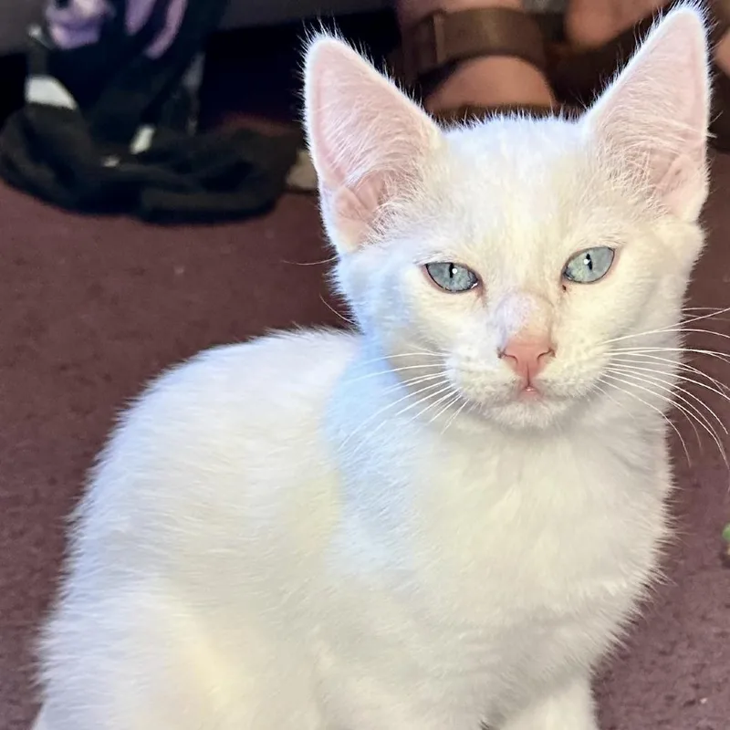 A baby small-sized male White Domestic Short Hair cat named Mr. Marshmallow for adoption in Santa Rosa, CA