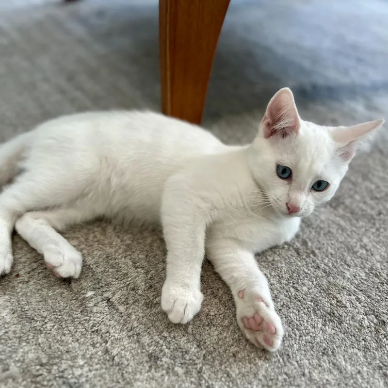 Mr. Marshmallow thumbnail 2