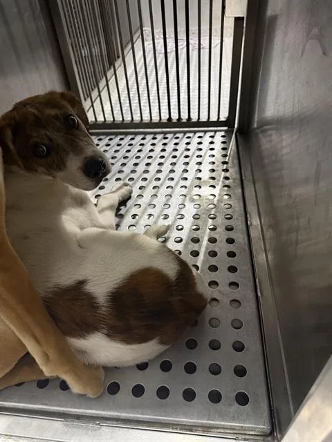 A young small-sized male Mixed Breed dog named Ike for adoption in Dallas, TX