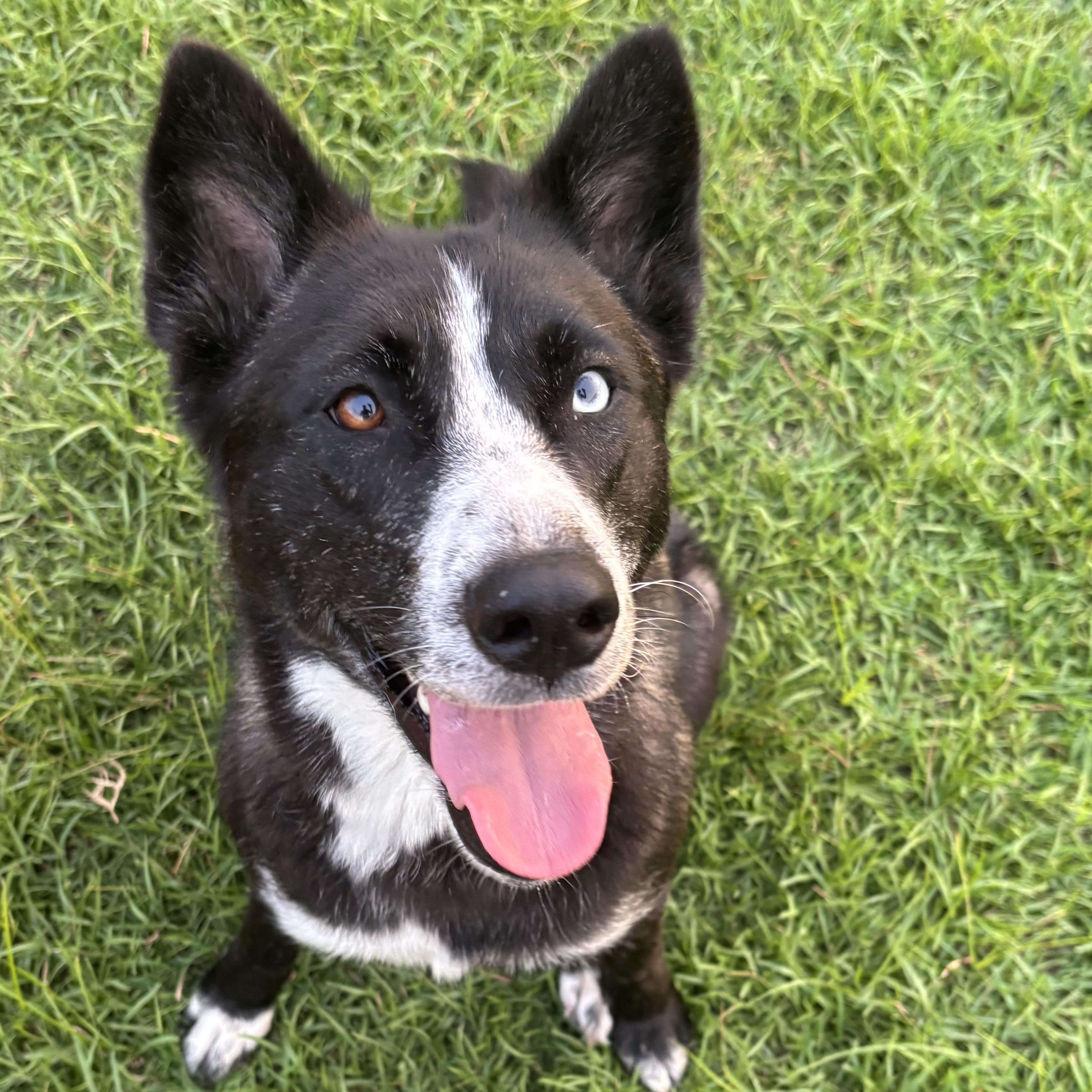 A young medium-sized female Black Husky dog named Chopped Salad for adoption in Columbia, SC