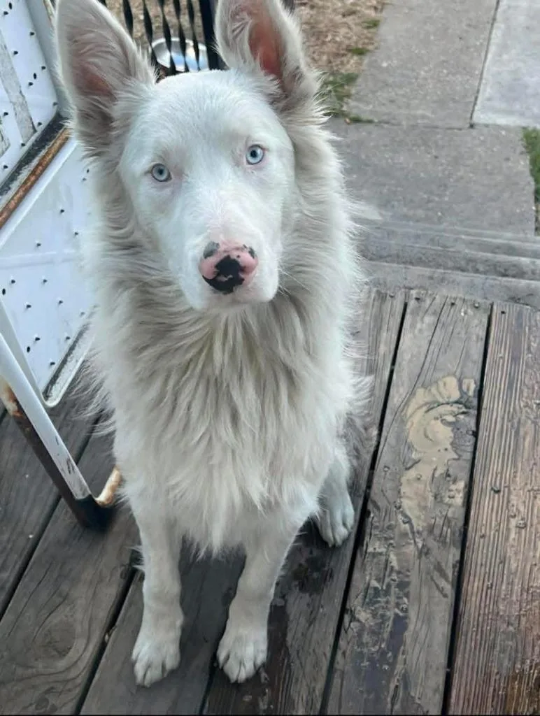 A young large-sized male Australian Shepherd dog named Cody for adoption in Warren, MI
