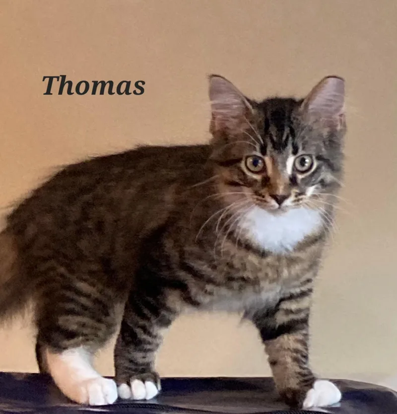 A young large-sized male Tabby cat named Thomas for adoption in Wheeling, IL